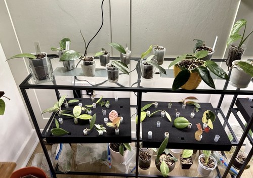 Mystery hoya plant - mystery,
