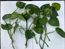 6 x Homegrown Pothos Plant Cuttings - Read Description (Houseplant, Aquarium)