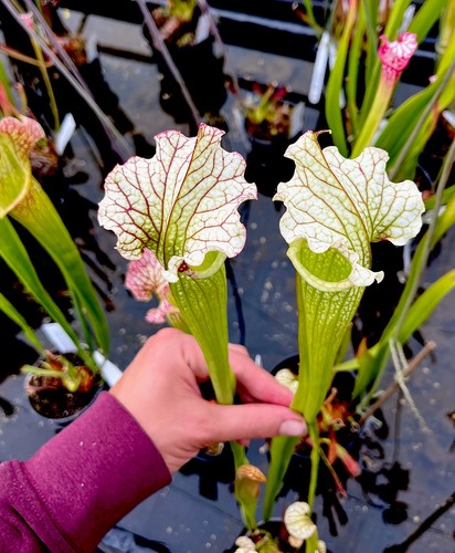 Sarracenia wilkerson white - sarracenia, wilkerson’s