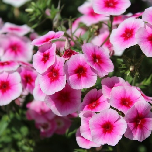 Phlox brilliant seeds - phlox,