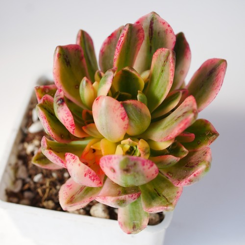 Aeonium green tea variegated - green,
