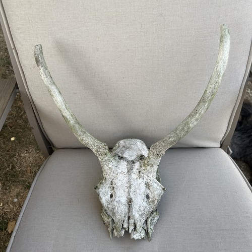 Red deer pricket - deer,
