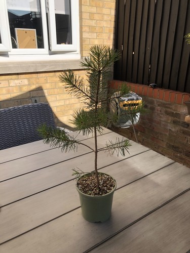 Scott pine bonsai - pine,