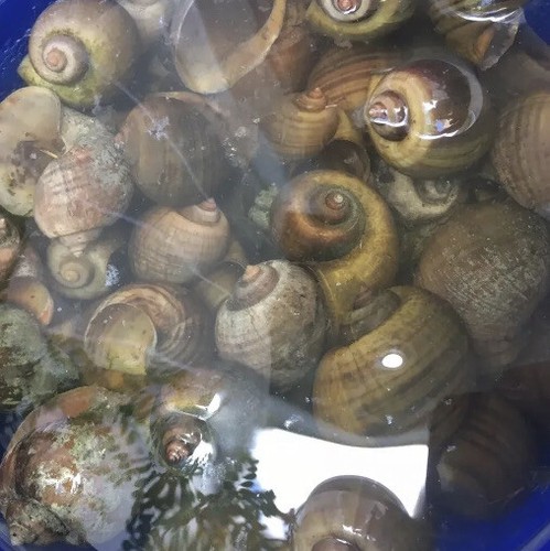 Apple snail shells lots - 30,