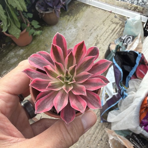 Aeonium phoenix white - phoenix,