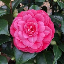 2 x Camellia Plants  'Princess Baciocchi' - Flowering Shrubs Garden 9cm Pots