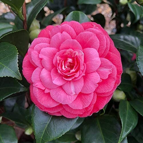 Camellia plants princess - camellia,