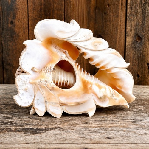 Vintage carved conch - vintage,