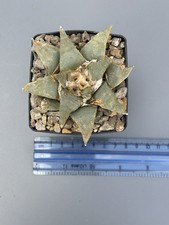 Ariocarpus trigonus