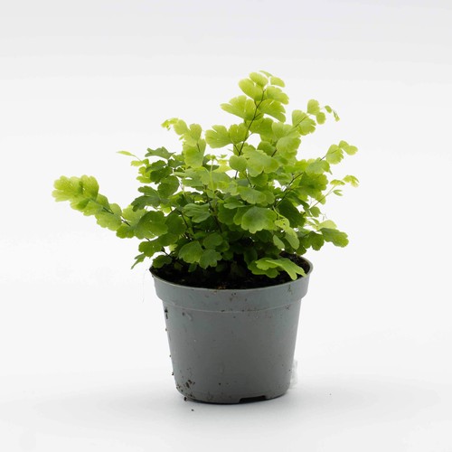 Adiantum fragrans 6cm plant - adiantum,