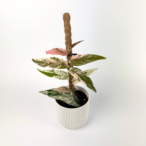 Ficus sagittata variegata 9cm - ficus,