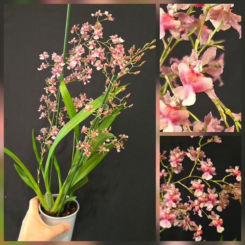 Oncidium rosy sunset - oncidium, sunset"