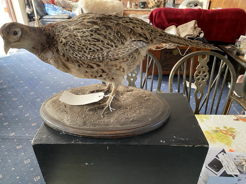 Taxidermy pheasant bird - taxidermy,