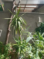 Well Established Yukka Plant