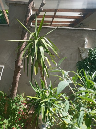 Well established yukka - established,