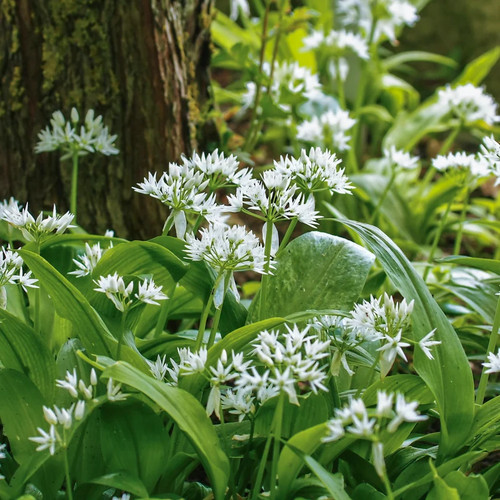 Allium ursinum wild garlic - wild,