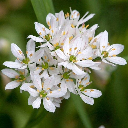 Allium cowanii - allium,