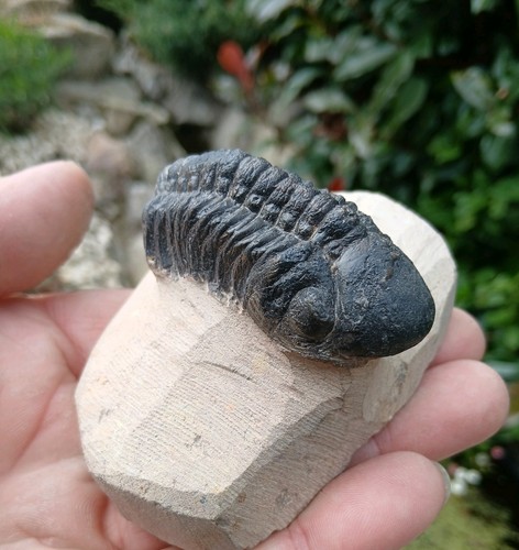 Fossil trilobite reedops - fossil,