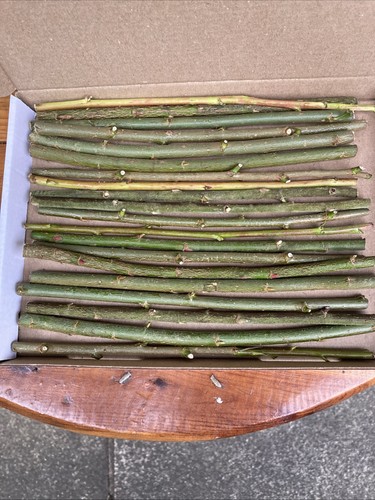 20cm unrooted various - 20,