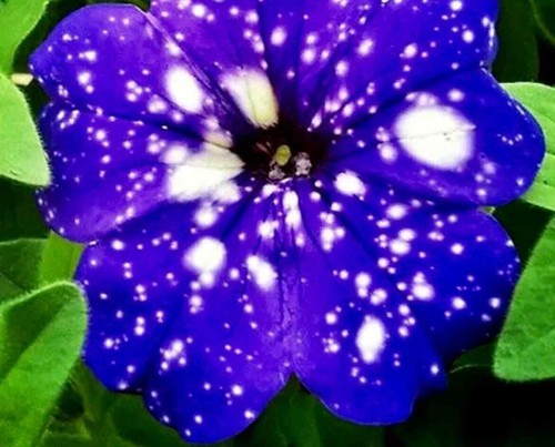 Petunia starry sky blue seeds - blue,