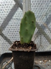 Prickly Pear Cactus, Rooted