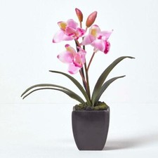 Light Pink Cymbidium