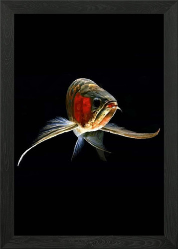 Great arowana fish framed wall - framed,