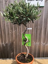 SPIRAL OLIVE TREE -  OLEA EUROPA 85CM TALL IN A 10 LITRE POT