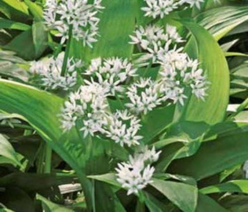 Allium ursinum bears onion - allium, ursinum,