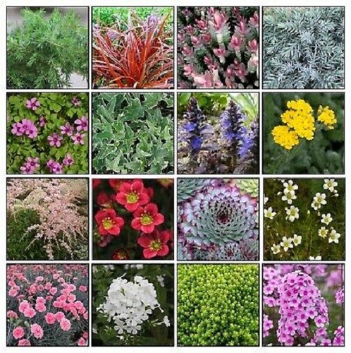 Alpine plug plants mixed - alpine,