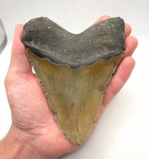14.1cm Edge Length. Very Large and Heavy Megalodon Shark Tooth Fossil Shark Tooth