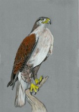 Original colour pencil artwork picture REGAL Ferruginous Hawk bird of prey GIFT