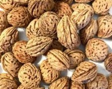 5 x peach tree seeds