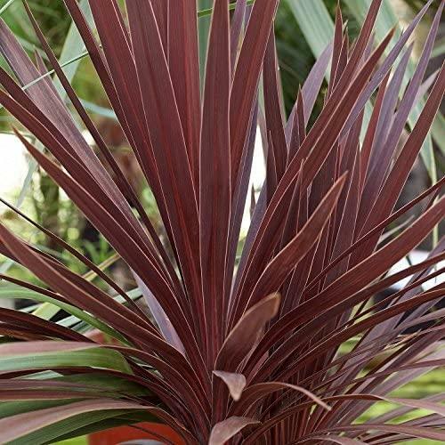 Cordyline australis red star - cordyline,