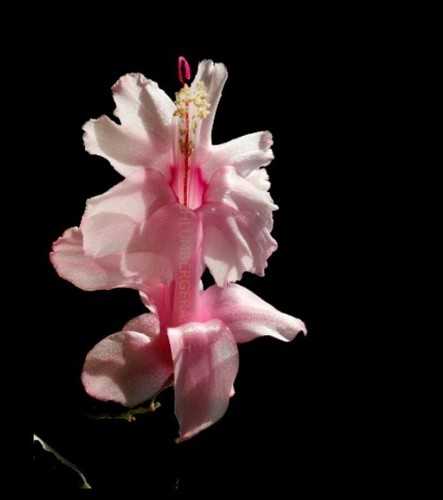 Schlumbergera everglades - schlumbergera,