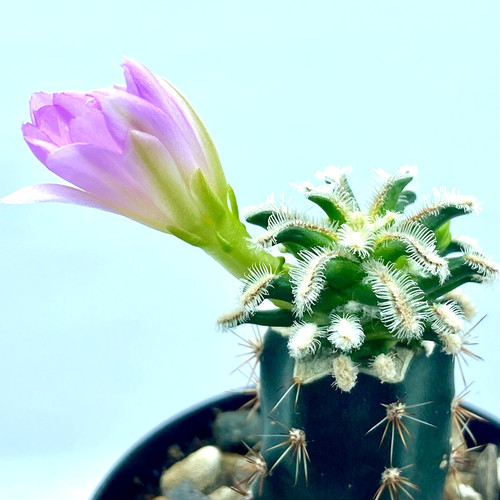 Mammillaria bertholdii white - mammillaria,