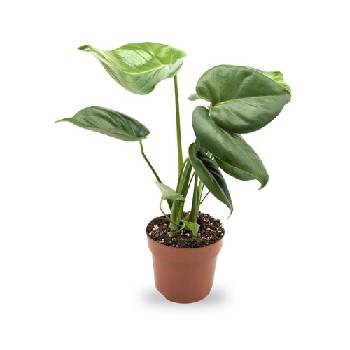 Monstera deliciosa swiss - -,