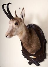 Beautiful Chamois Head on Trophy Board Chamois Taxidermy