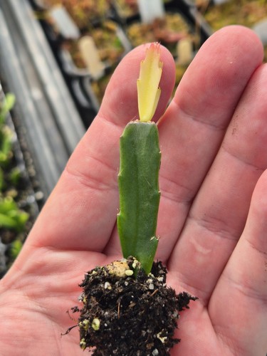 Schlumbergera exotoca rooted - exotoca,