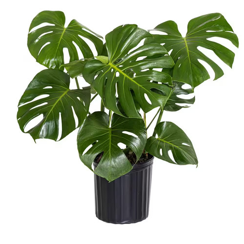 Monstera deliciosa split - monstera,