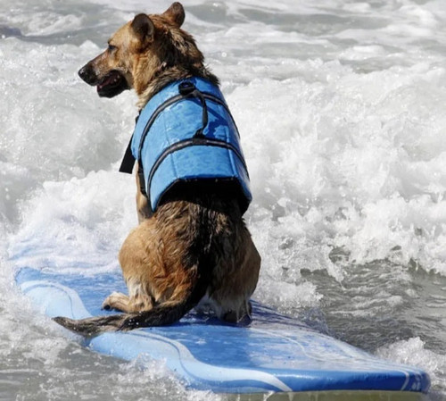 Reflective dog life jacket - life,