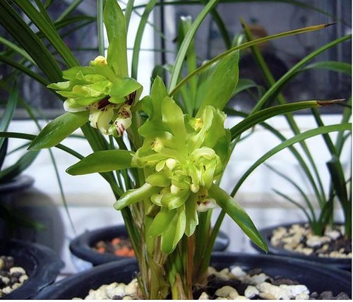 Cymbidium goeringii - , "