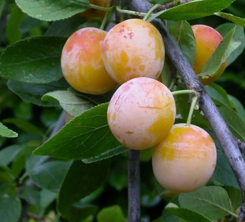Wild mirabelle plum - mirabelle, fruit