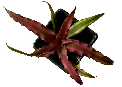 Cryptanthus rubin star baby - cryptanthus,