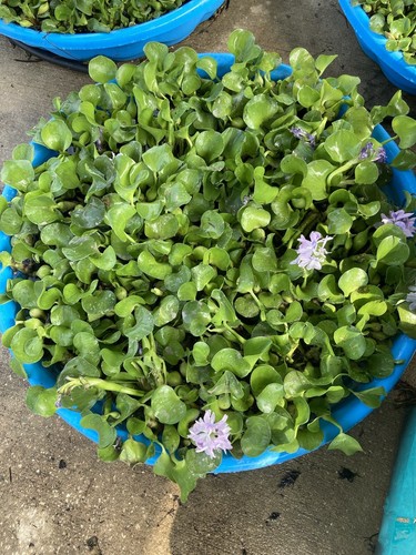 Water hyacinth pond - water,