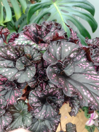 Begonia rex cumbia unrooted - begonia,