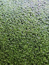 200 Duck Weed Duckweed Pond