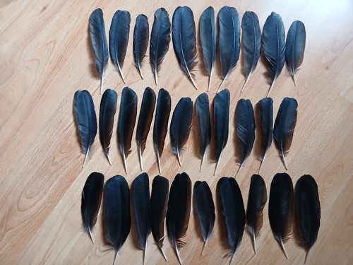 Small crow wing - wing, feathers