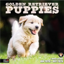 Golden Retriever Puppies 2026