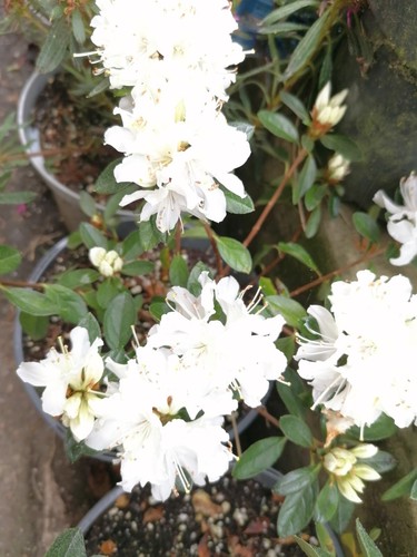 Bare root white japanese - root,